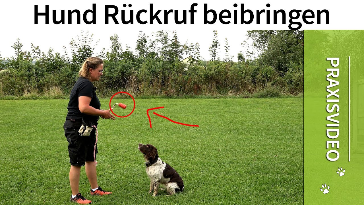 Hund Rückruf ➡️ Vermeide diese 3 Fehler beim Rückruftraining für Hunde! ➡️ Praxisvideo ✔️