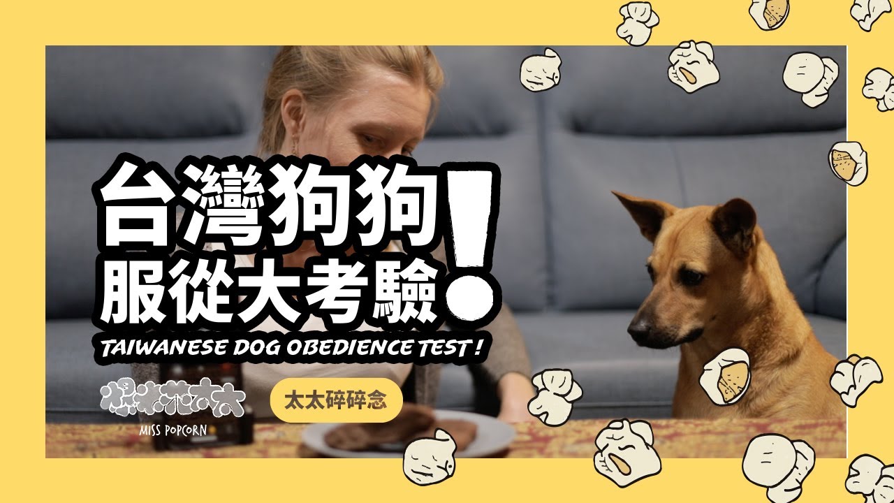 台灣狗狗服從大考驗 // Taiwan Dog Obedience Test！《太太碎碎念》