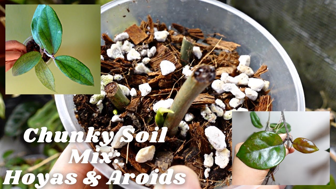 My Hoya and Aroid Chunky Mix and New Growths in It