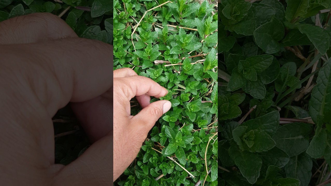 Green Mint is better than white mint, useful for stomach #medicalplants #plants #shorts