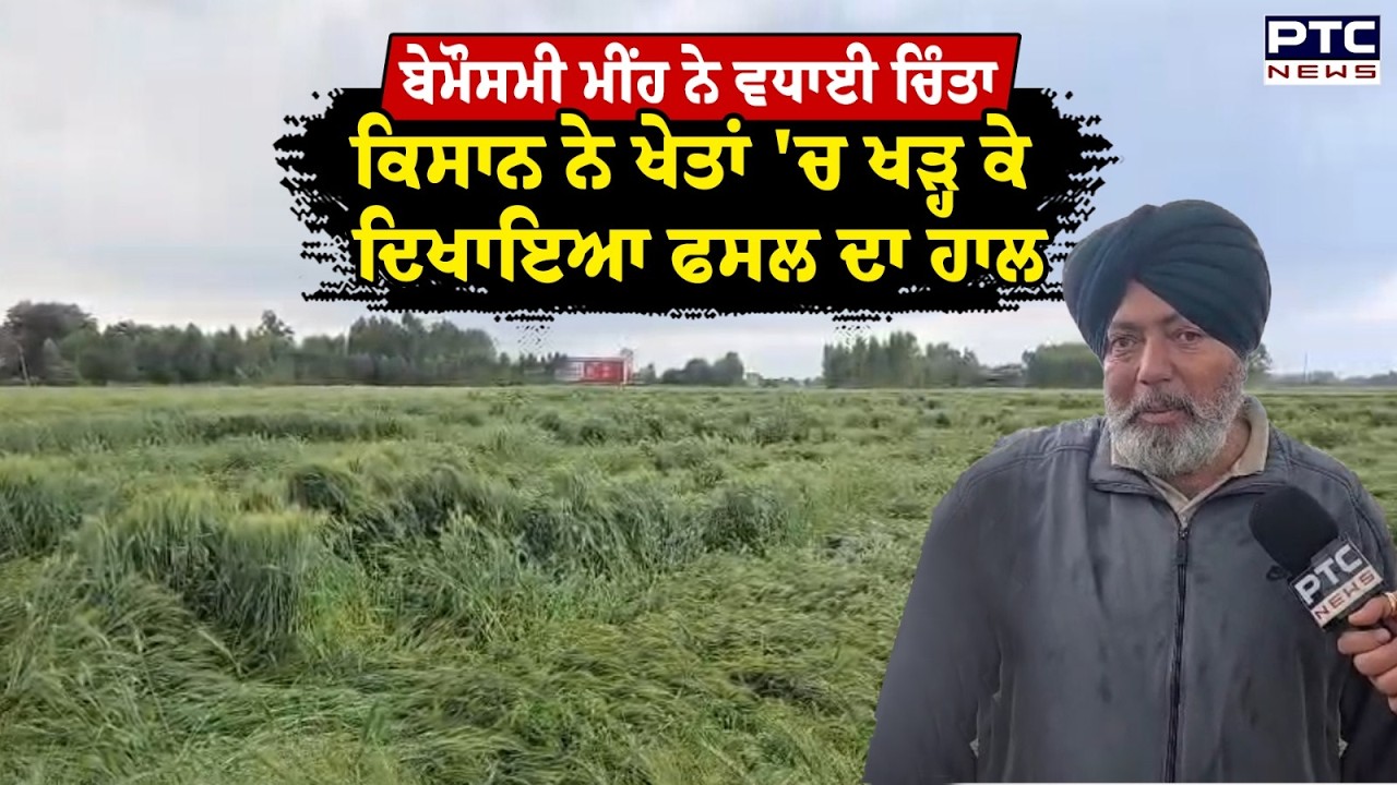 ਮੀਂਹ ਨੇ ਕਿਸਾਨਾਂ ਦੀਆਂ ਆਸਾਂ 'ਤੇ ਫੇਰਿਆ ਪਾਣੀ, ਕਿਸਾਨ ਨੇ ਖੇਤਾਂ 'ਚ ਖੜ੍ਹ ਕੇ ਦਿਖਾਇਆ ਫਸਲ ਦਾ ਹਾਲ | Punjabi News