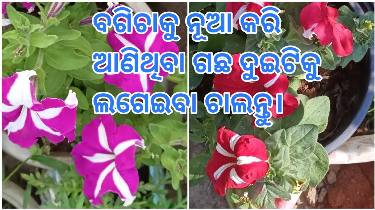 ବଗିଚାକୁ ନୂଆ କରି ଆଣିଥିବା ଗଛ🪴🌸 ଦୁଇଟିକୁ ଲଗେଇବା ଚାଲନ୍ତୁ।