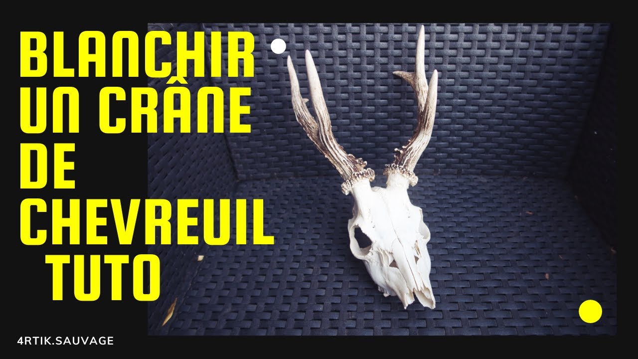 Blanchir un cr&acirc;ne de Chevreuil 🌲 TUTO  #FabricationDuKiff #WoodLife #Bushcraft 🌲  4rtik.Sauvage