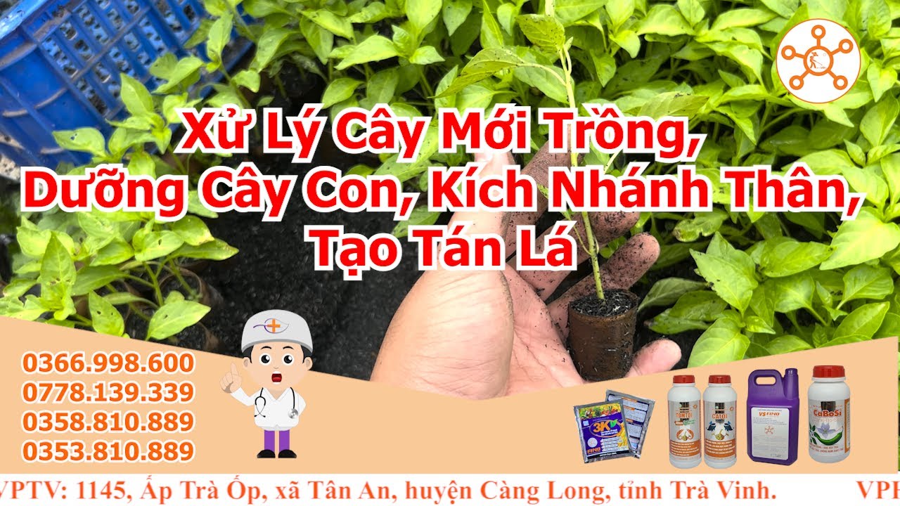 Qui trình trồng Ớt FINO: xử lý cây mới trồng, dưỡng cây con, kích nhánh thân, tạo tán lá