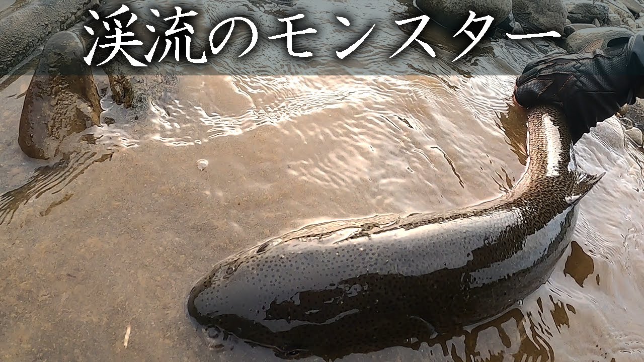 【北海道】渓流のモンスター、流れに潜む良型トラウト