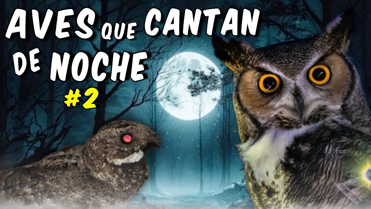 Conoce las AVES que CANTAN de NOCHE🦉🎶 sonidos aterradores en la oscuridad!