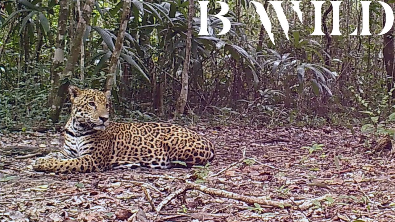 Mayan Jungle Wildlife | Jaguar, Tapir, Tayra, Ocelot, Peccary, Cougar, Curassow, Birds | Guatemala