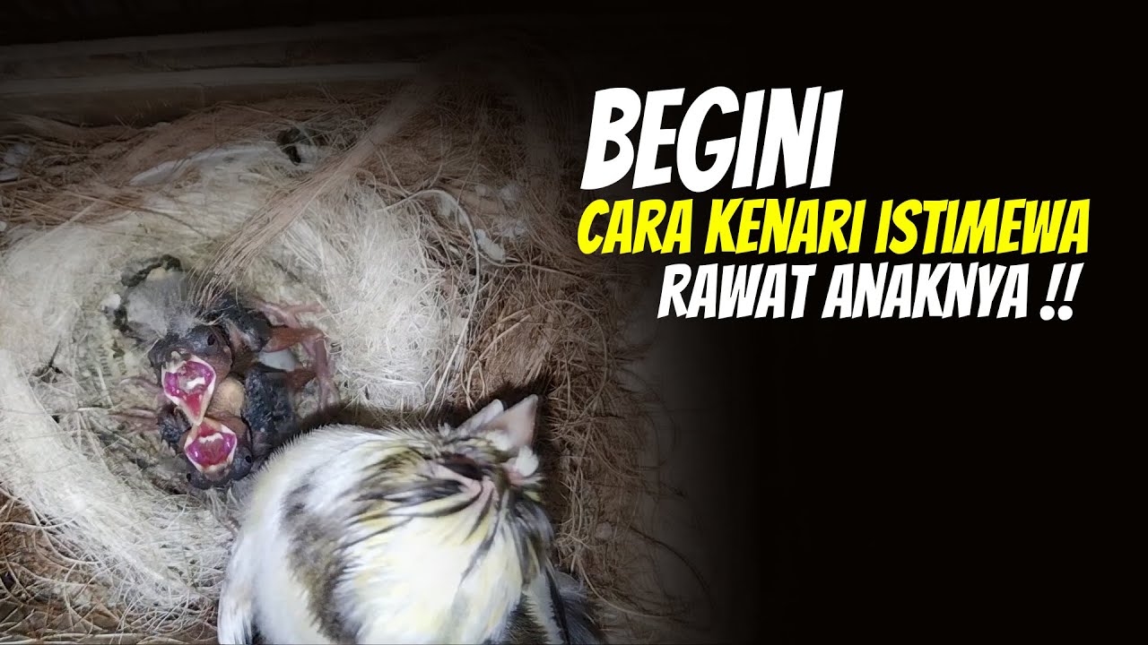 KENARI ISTIMEWA | Merawat Anakan Baru Menetas Sampai Umur 1 Minggu