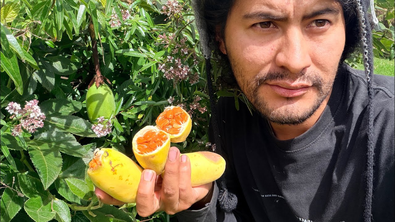 Tumbo o poroporo: la fruta tradicional de mi tierra ✨