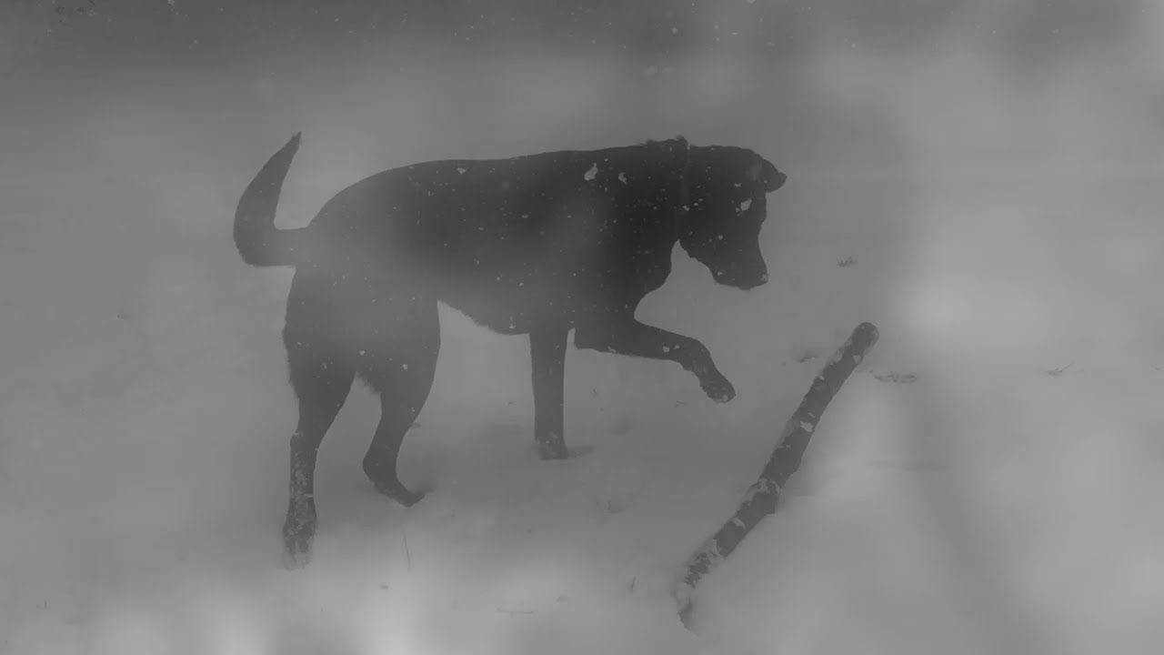 Maya de Vitry - Dogs Run On (Official Music Video)