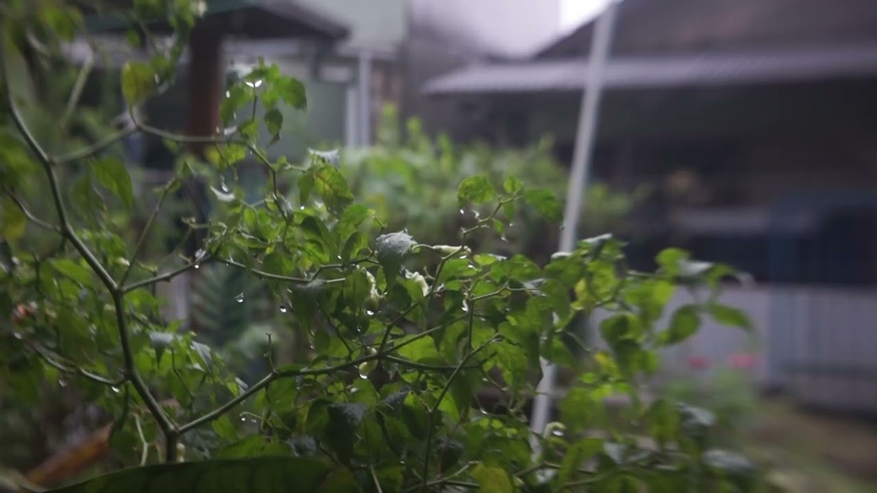 Rain In your Serene