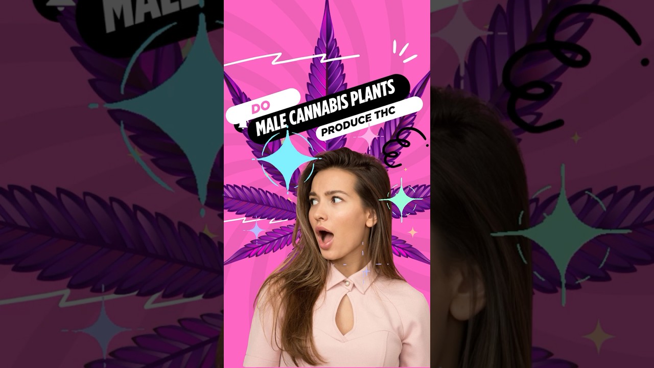 Do MALE cannabis plants produce THC?