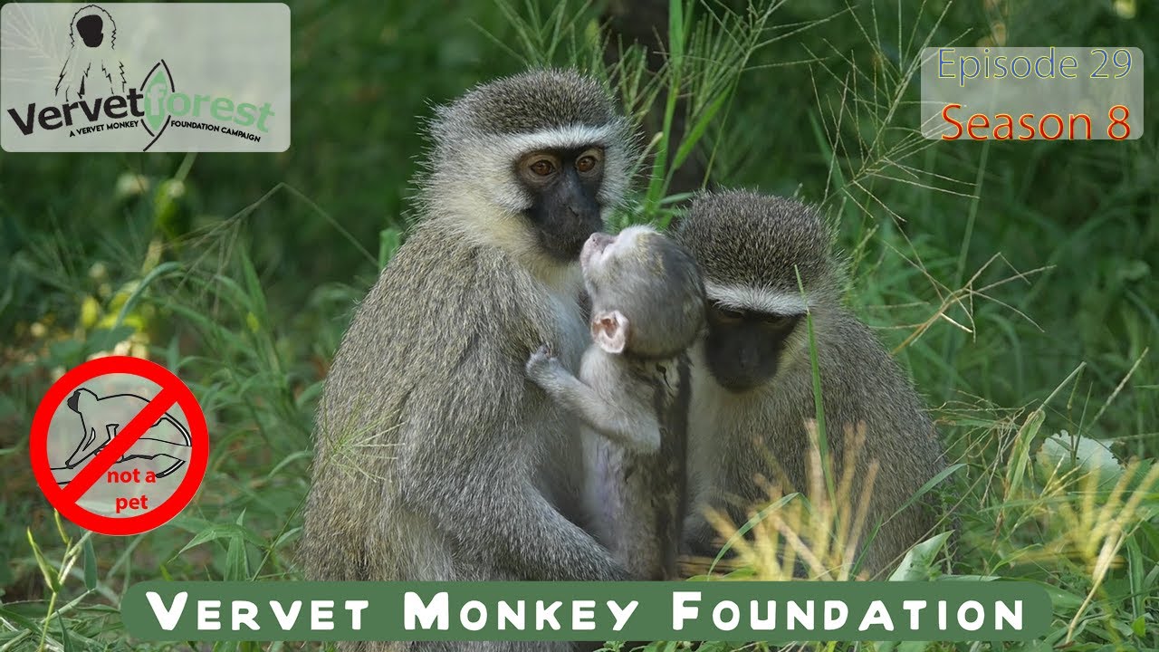 Scary monkey moms, frightened babies, will any stay behind
