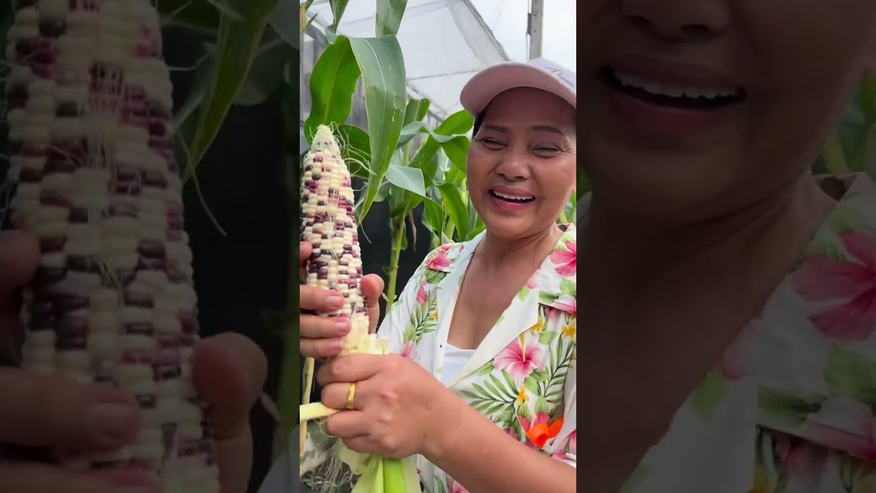 แก้ตัวใหม่พามาแหกข้าวโพดต้นนอกบ้าน🌽🌽🤣🤣