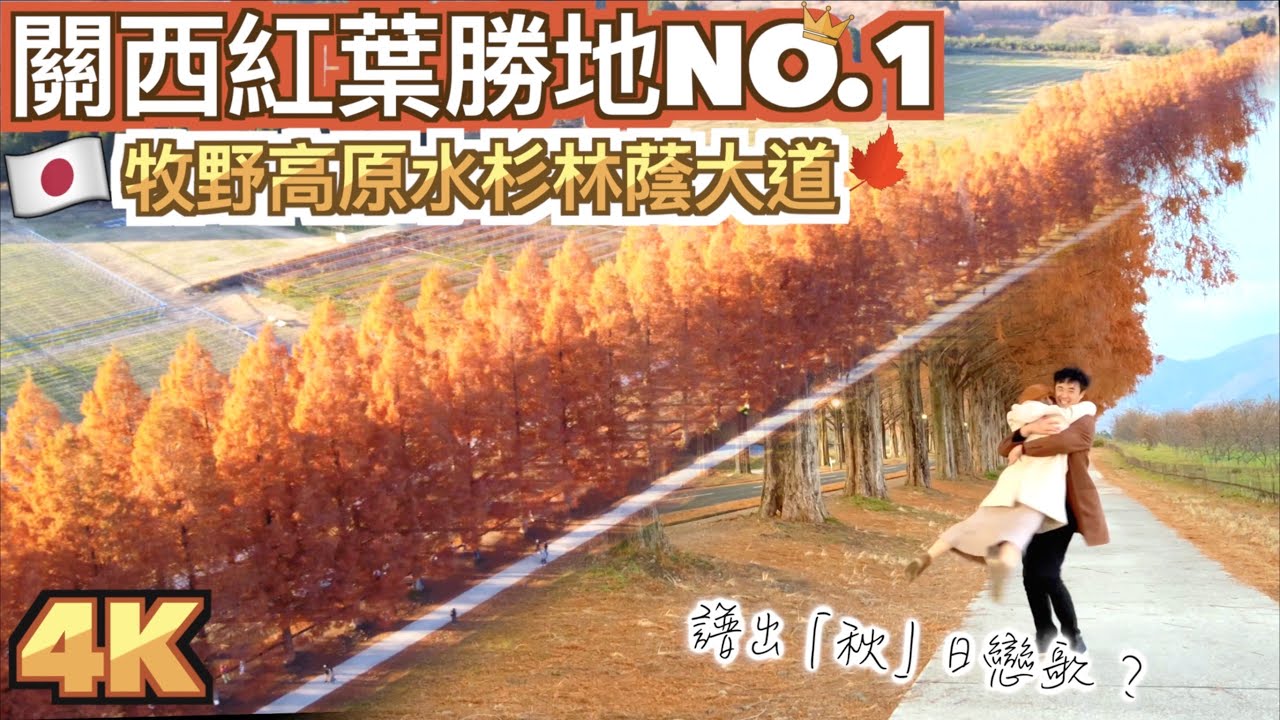 [4K航拍賞紅葉🇯🇵] 關西紅葉勝地No.1👑｜牧野高原水杉林蔭大道🍁壯觀景色｜譜出「秋」日戀歌？｜滋賀県メタセコイア並木｜マキノピックランド