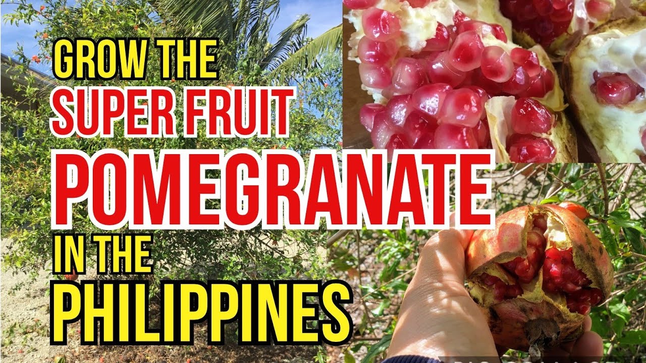 HOW TO GROW POMEGRANATE IN THE PHILIPPINES | #HealthBenefitsOfPomegranate | #superfruit