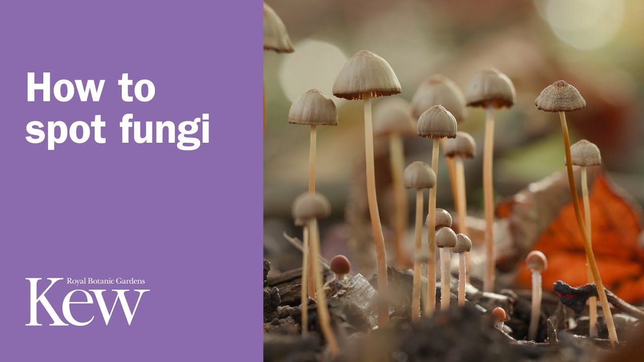 How to spot fungi l Kew Gardens