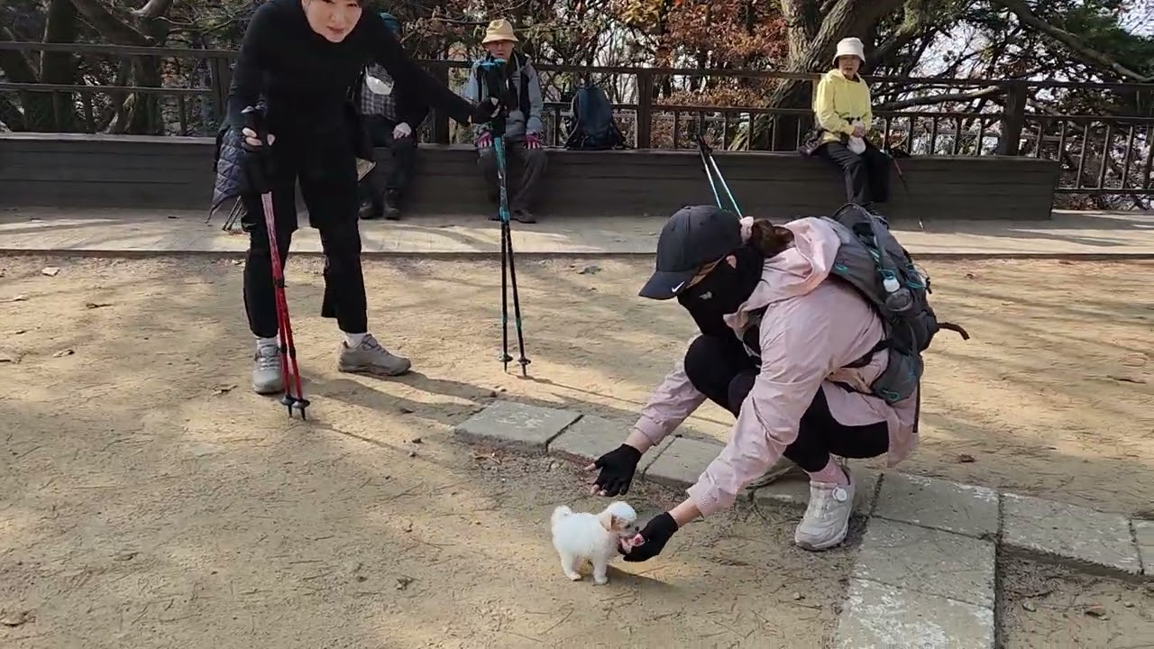 응가를 제대로 보여주는 샤인이