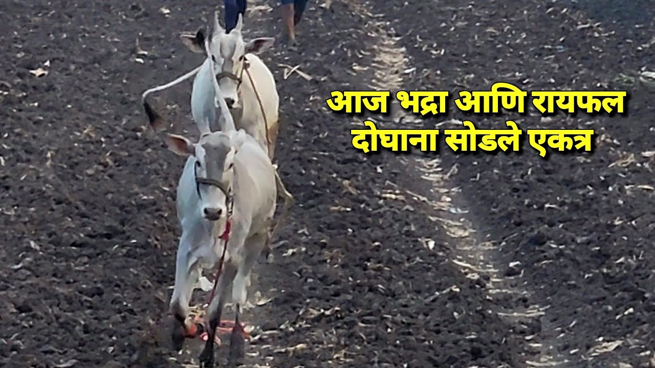 आज भद्रा आणि रायफल दोघाना सोडले एकत्र 🥰 | Bailgada Sharyat |