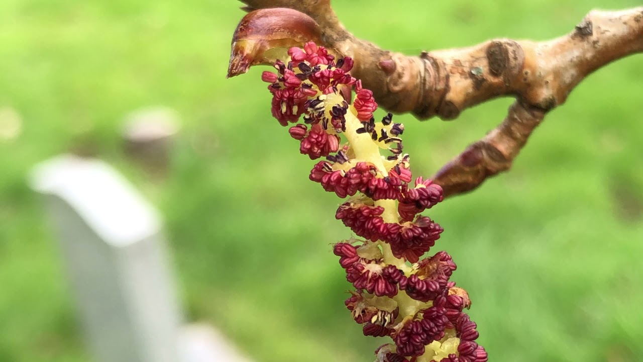 Lombardy poplar - twig, buds & male flowers / catkins close up - March 2021
