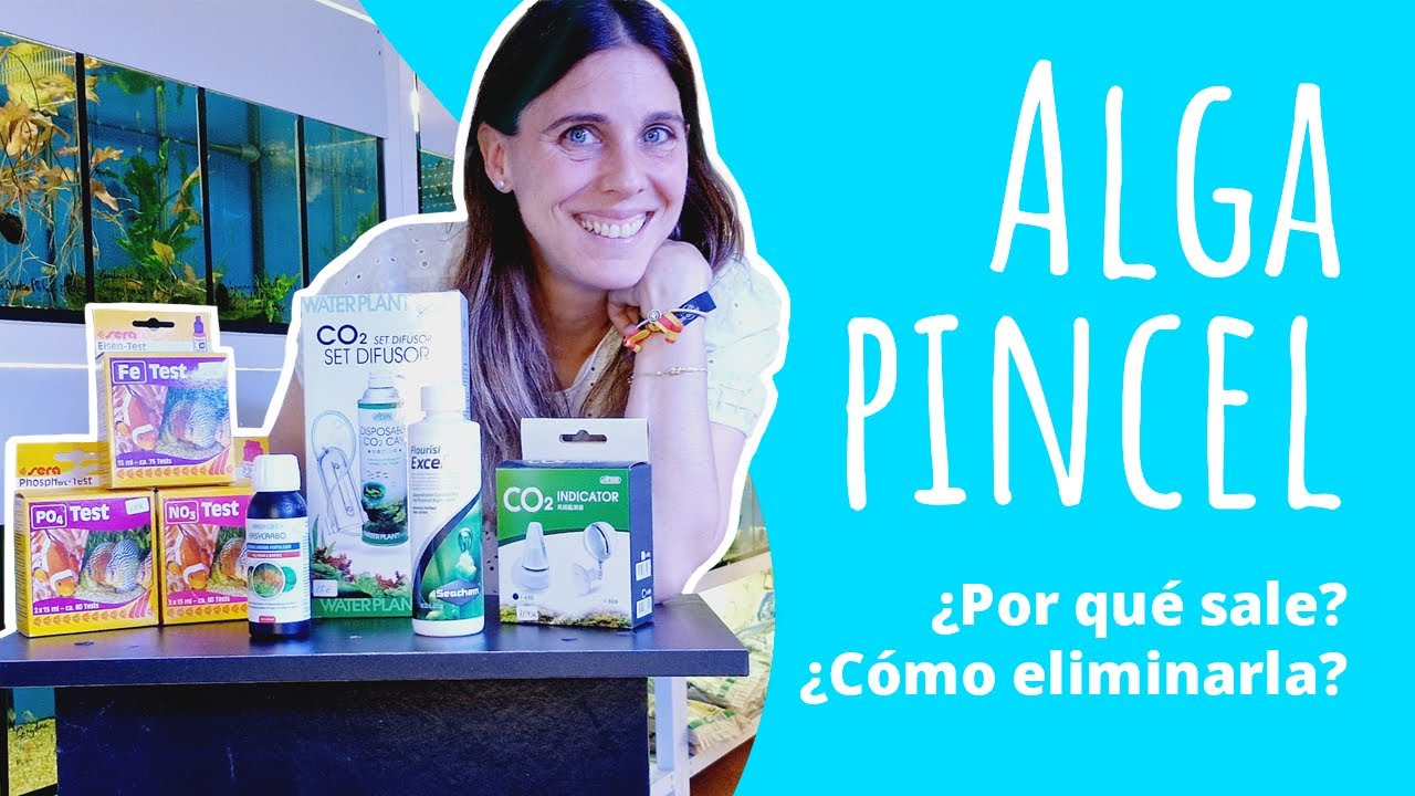 Alga pincel como eliminarla