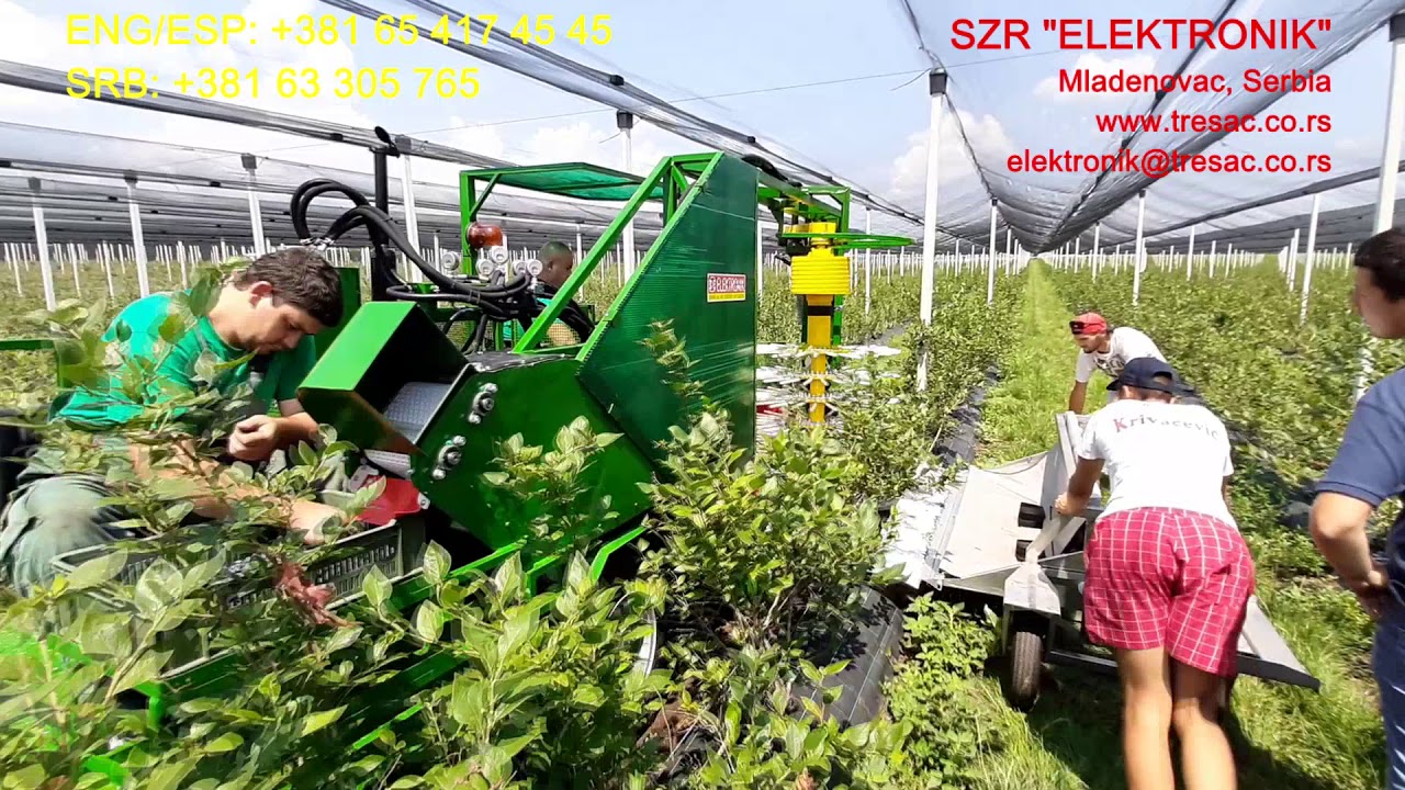 Masina za berbu borovnice i maline pod mrežom /Machine harvesting for raspberries  and blueberries