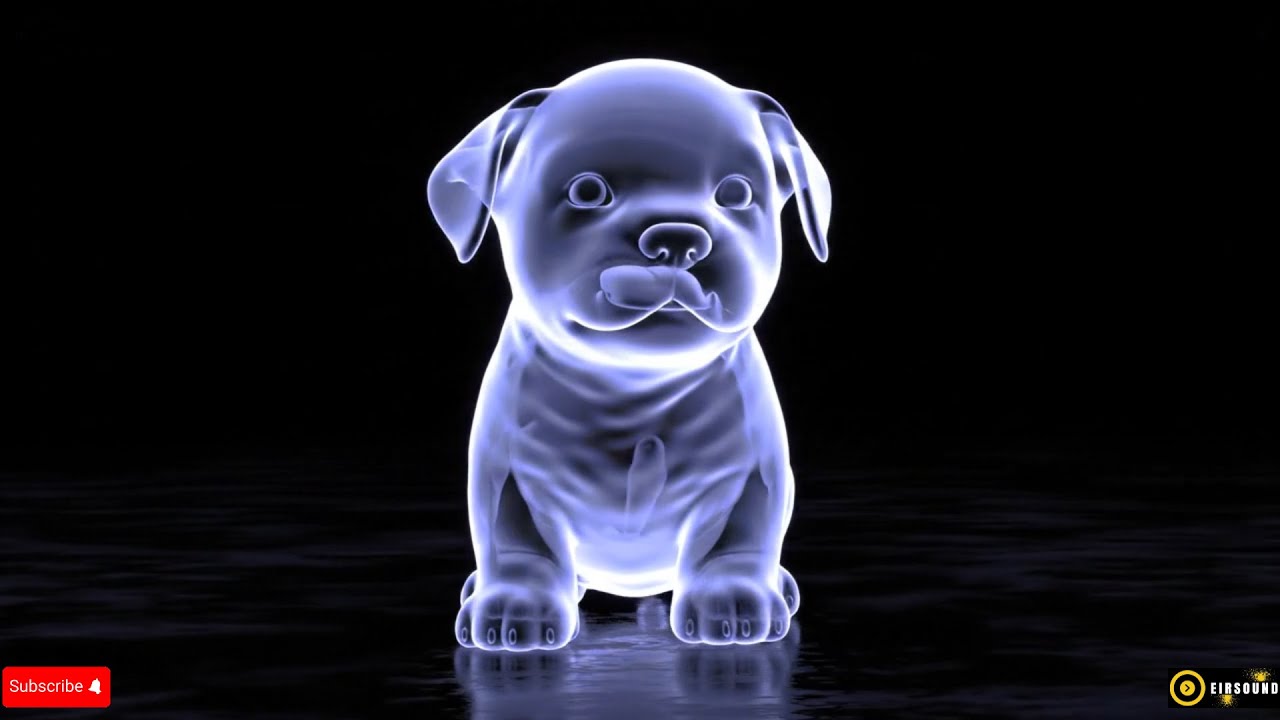 Cool Animal Holograms Video Display - Hummingbird, Fish, Tiger