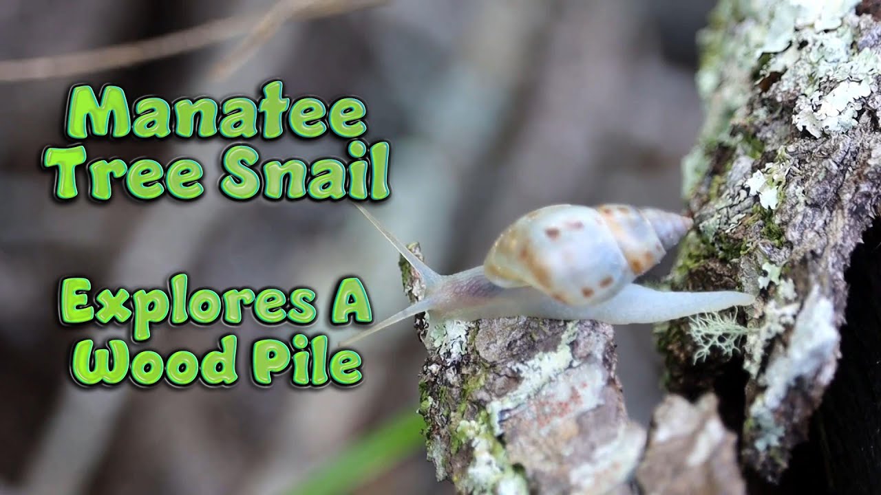 Manatee Tree Snail Explores The Wood Pile