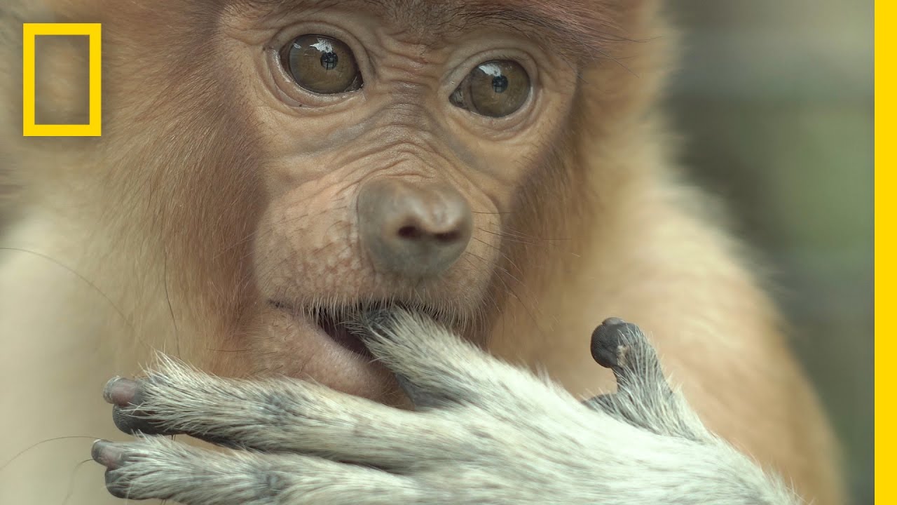 Watch: Most Monkeys Don’t Swim, But These Do | National Geographic