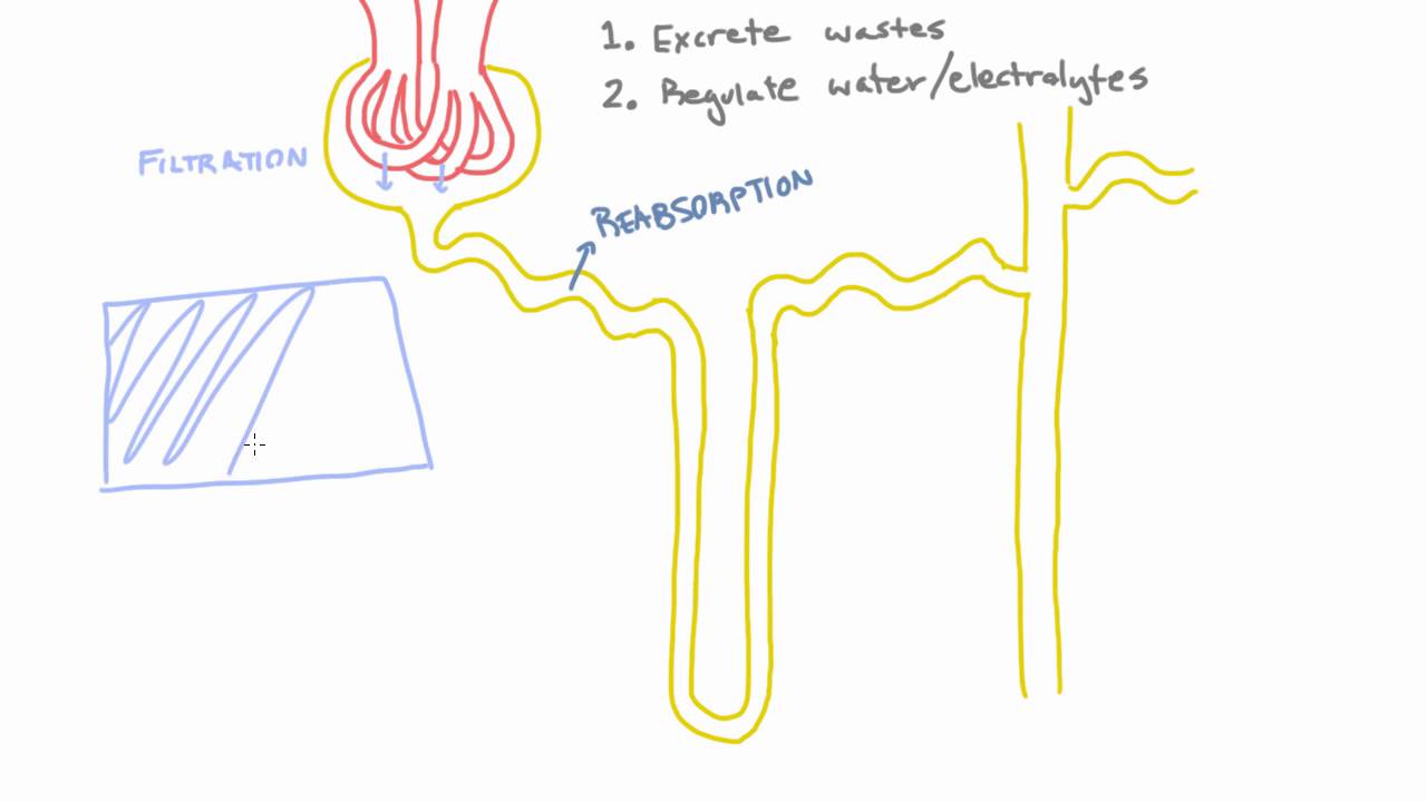 Reabsorption of substances in the kidney - Introduction