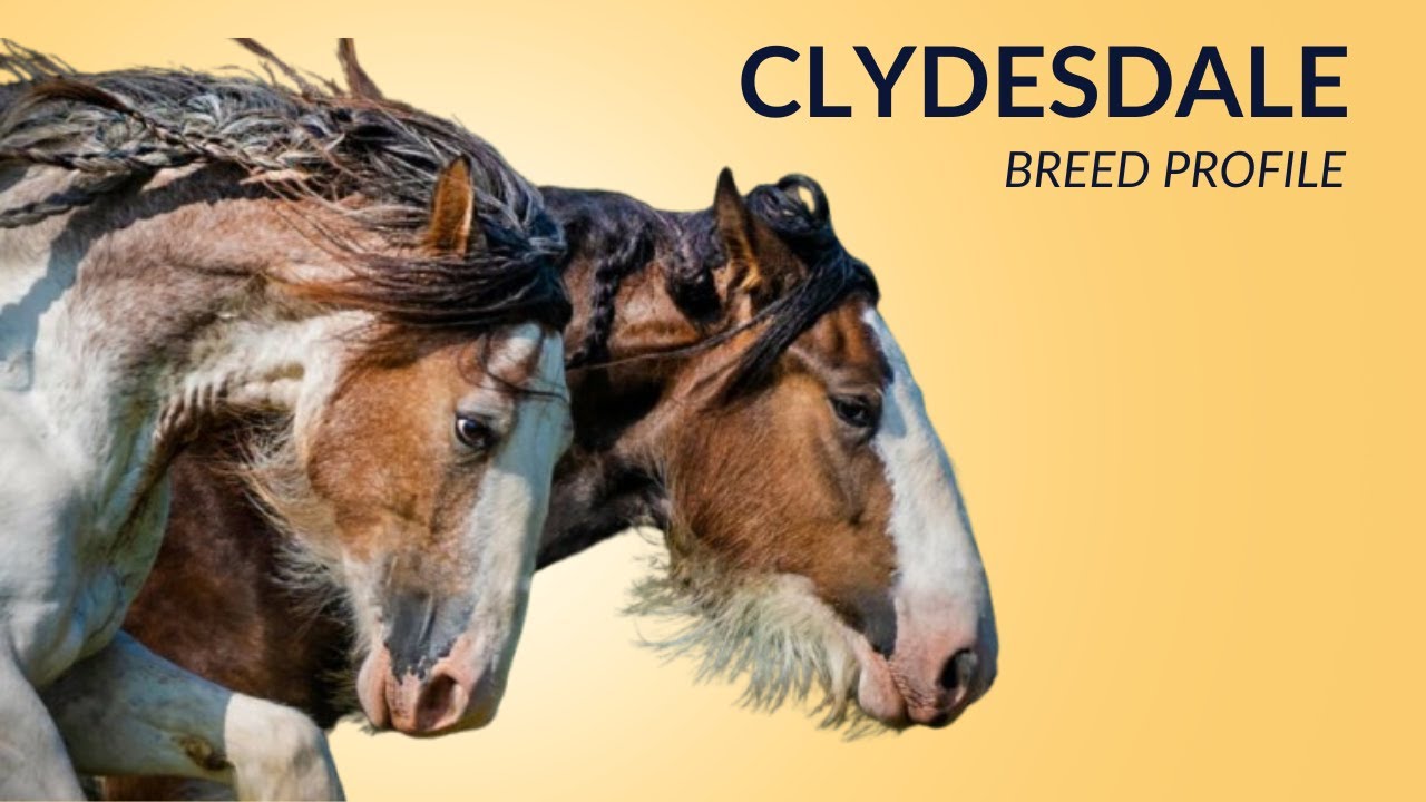 Clydesdale Horse Breed Profile History - Price - Characteristics - Training - Grooming