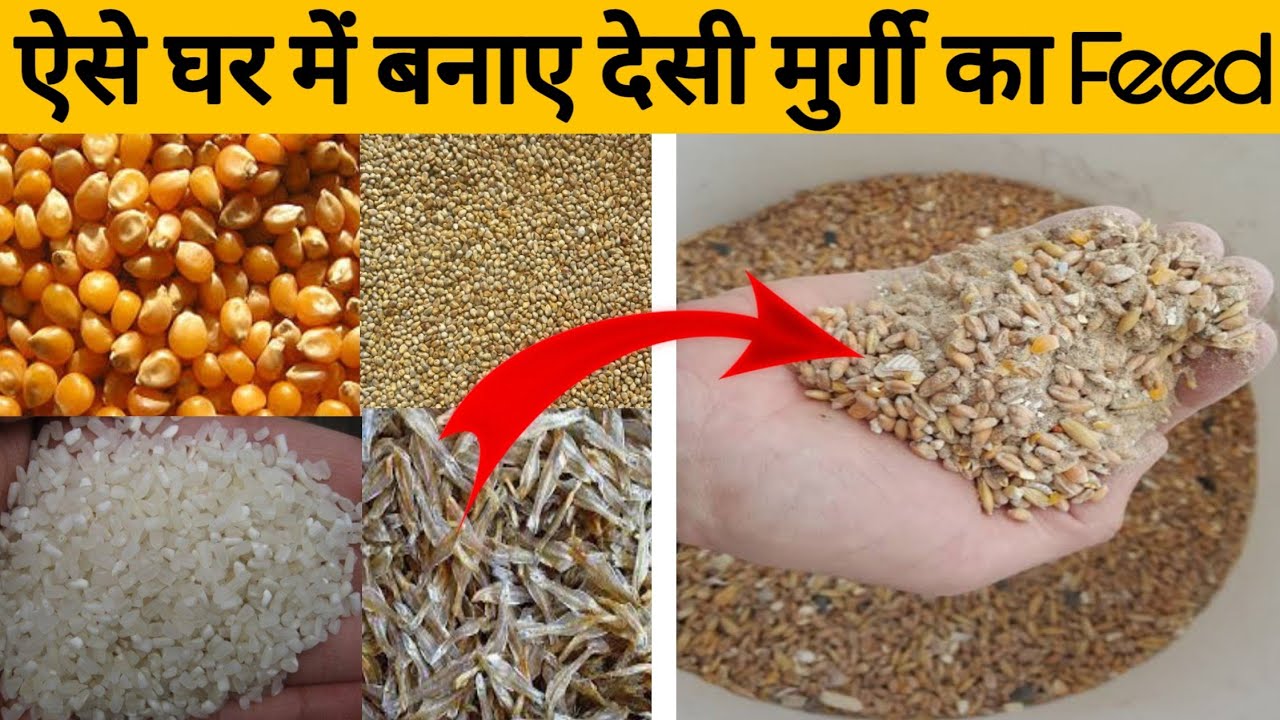 Easy 100 Kg Home made Poultry Feed making process | ऐसे घर में बनाए देसी मुर्गी का Feed