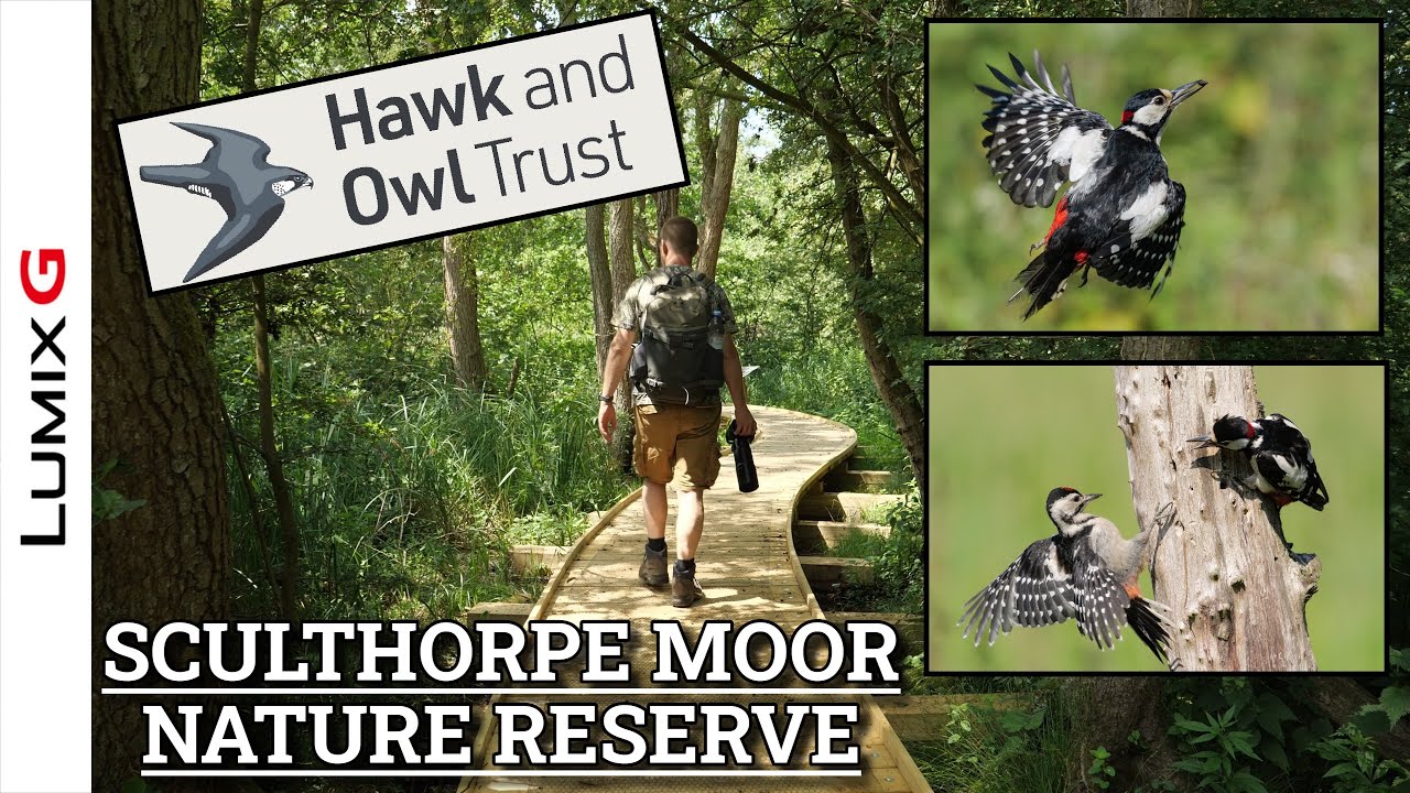 Sculthorpe Moor Nature Reserve - BEST NON RSPB RESERVE for Bird Photography?