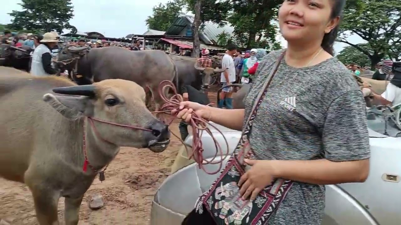 23 ก.ค 2568 เปิดราคาควายงามที่ตลาดบ้านหัน อ.เมือง จ.มหาสารคาม