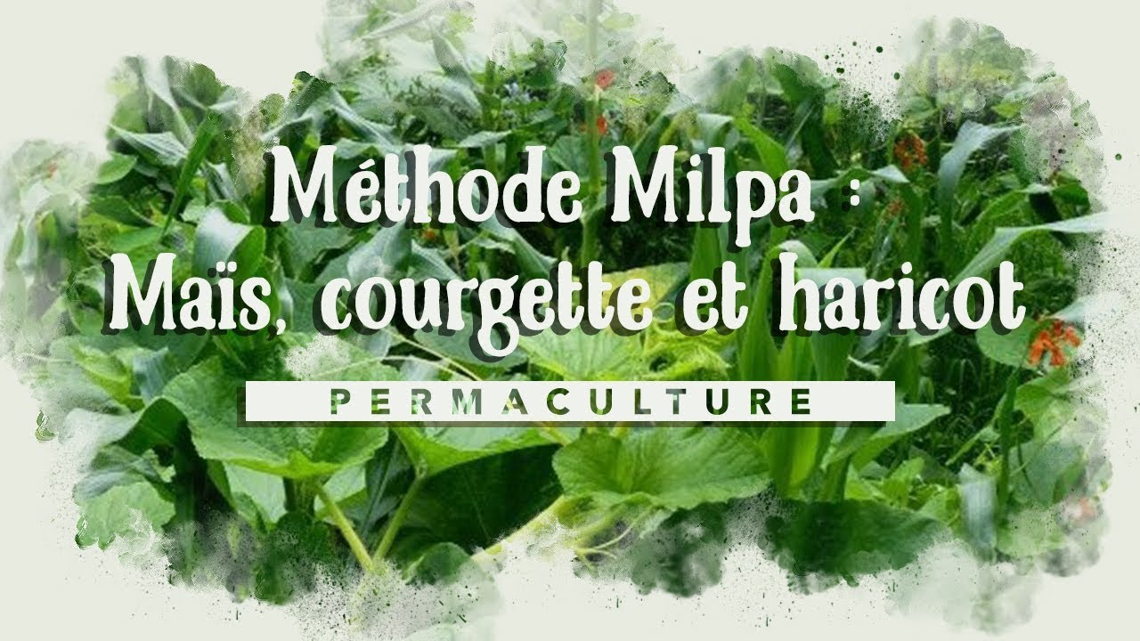 🌾 MÉTHODE MILPA 🌾 , les plantes compagnes - Maïs, Courges et Haricots
