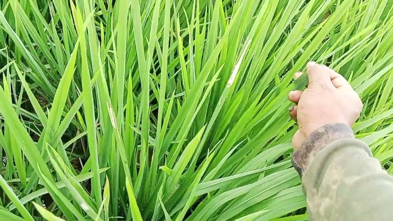 Solusi tepat untuk membasmi hama ulat penggulung daun