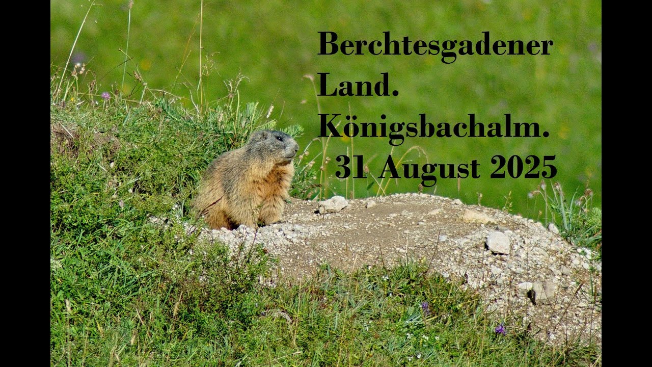 Engedey-Hinterbrand Parkplatz-Jennerbahn Mittelstation-Königsbachalm.  31 August 2025