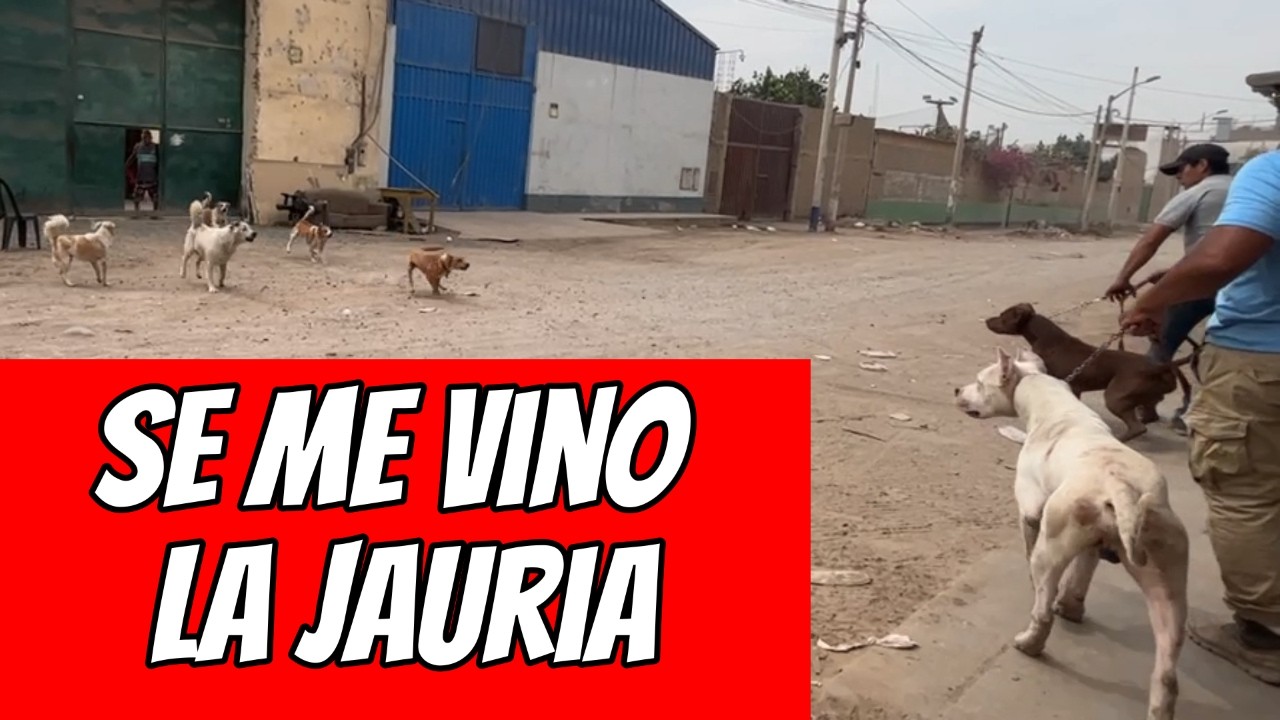 Una jauria de perros sin control se viene con todo a mi DOGO ARGENTINO y PITBULL: ¡Esto hice yo!