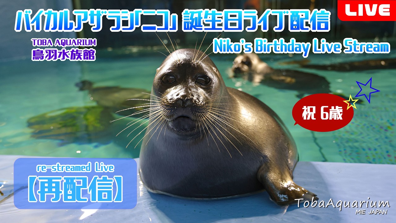 【再配信】バイカルアザラシ「ニコ」㊗6歳！誕生日ライブ配信