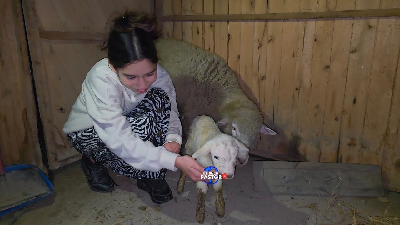 NACIÓ EL BLANQUITO EN EL MONTE 🐑🐏🐕🐓⛰️😀🌏🌎🌍🇮🇱🔥