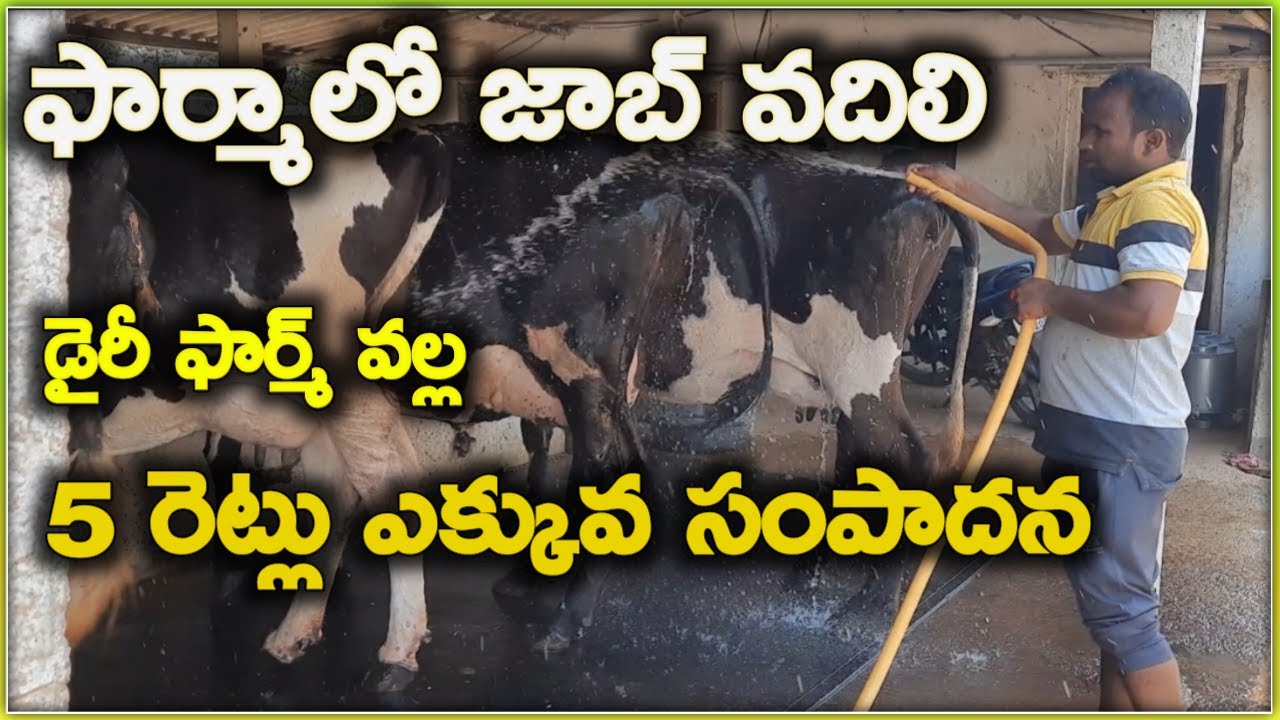 ఫార్మా లో జాబ్ వదిలి డైరీ ఫార్మ్ మొదలుపెట్టా |lingam dairy farm|sangi guda|mallesh adla|