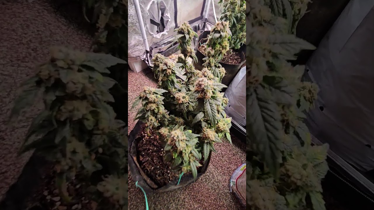 how to know if your plant is ready #garden #spiderfarmer #cannabisgardener