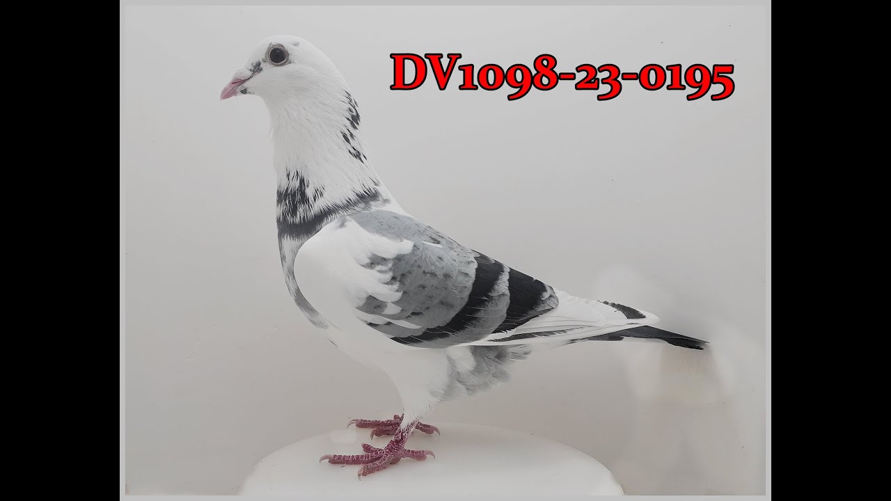 Versteigerung  RV Westliches Ruhrgebiet Weitstrecke Oberhausen 2026 R. Dickhaus