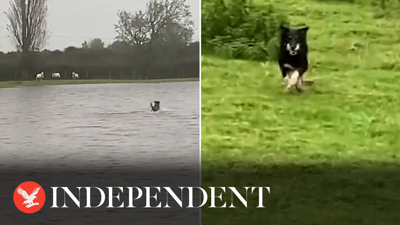 Sheepdog saves stranded ewes on Welsh farm as Storm Babet floods UK