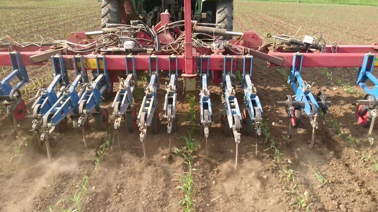 Bio Körnermais hacken mit Fendt & Kamera Hacke