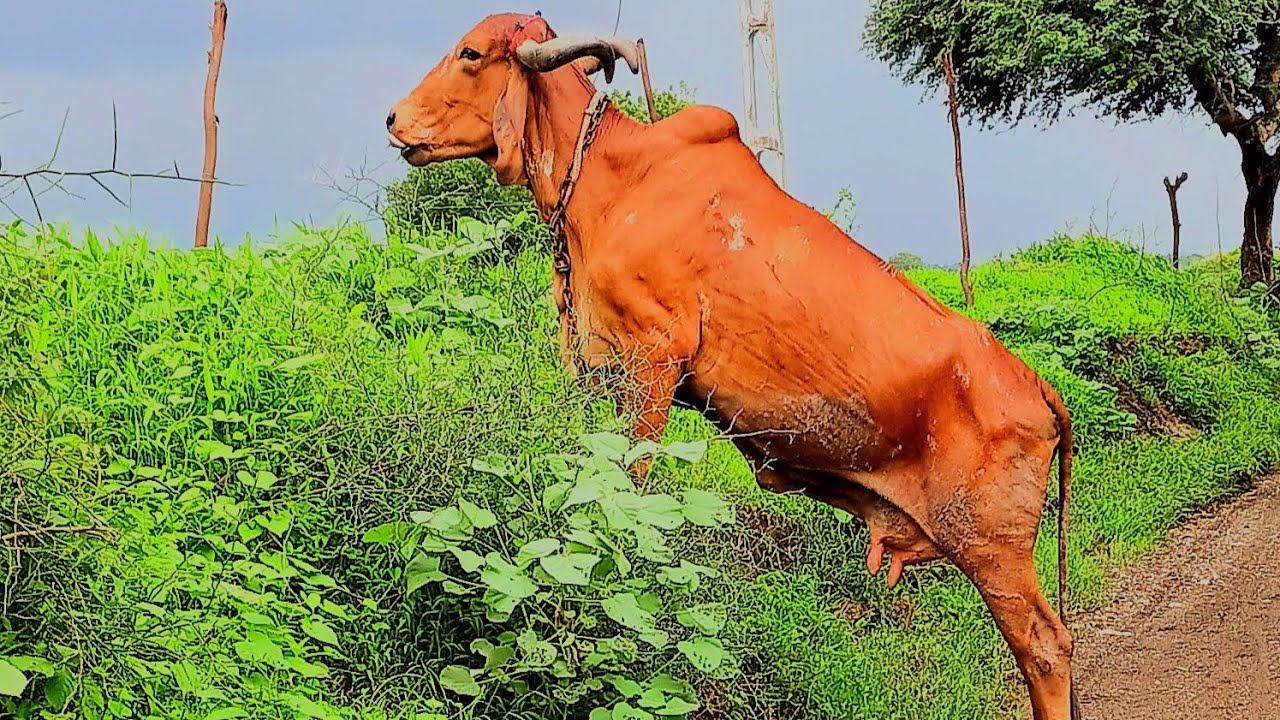 આજ તો ગયા ગોરી ને મળવા🥰❤️. અને આવીયા મેમાન❤️