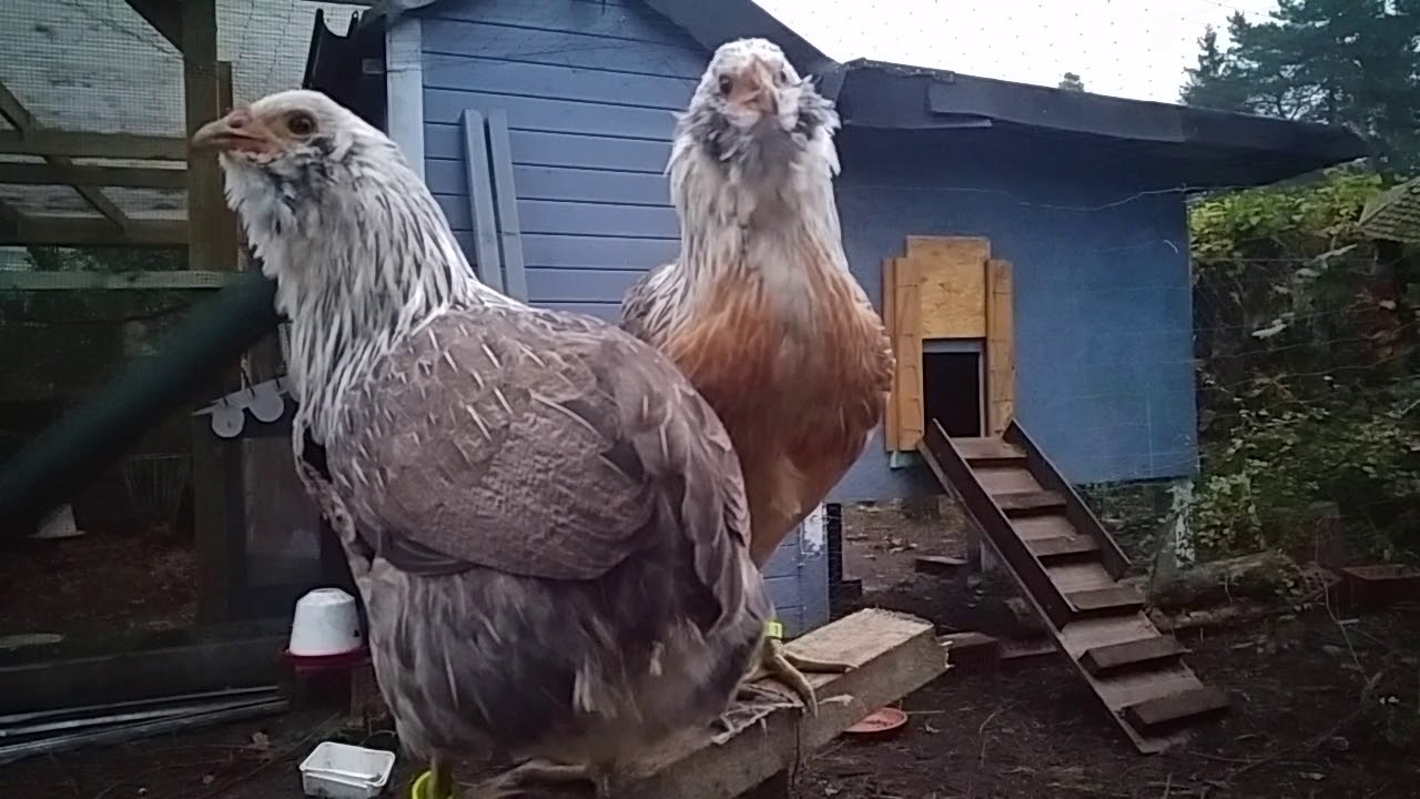 Araucaner Silberhalsig