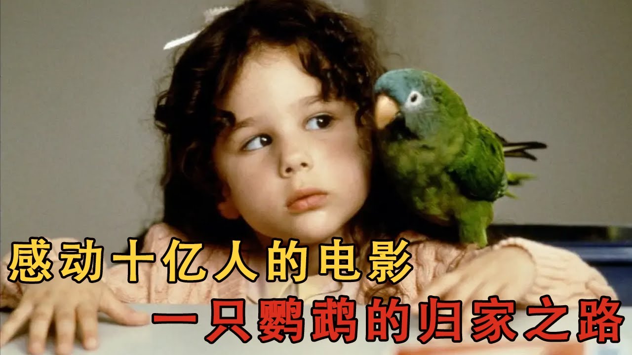 小鸚鵡歴時20多年，跨越4000多公裏，只為找到曾經的主人#movie#电影解说#電影#愛情