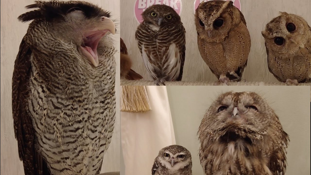 Я пошел в крупнейшее в Японии кафе для сов, Akiba owl в Акихабаре.
