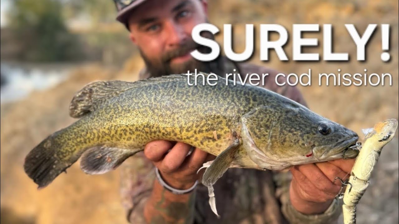SURELY! The river cod mission